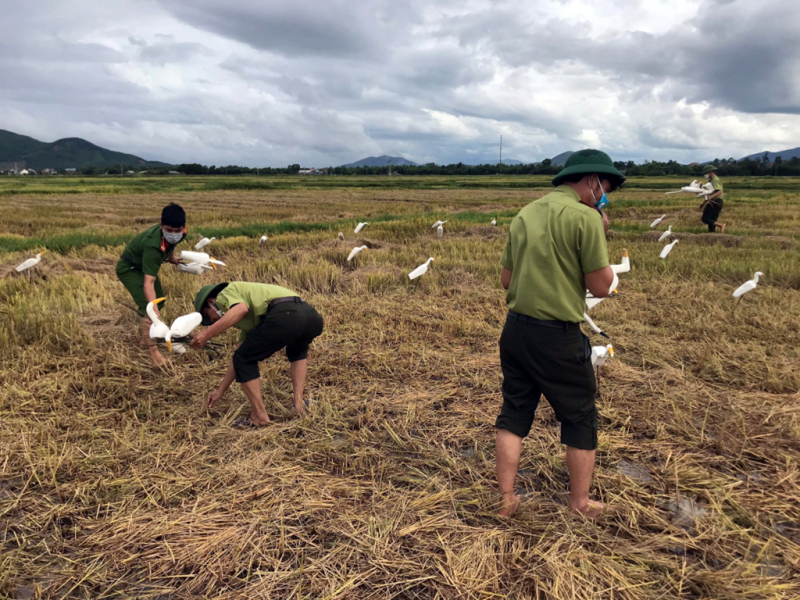 Nngăn chặn tình trạng đánh bắt, mua bán chim tự nhiên -0