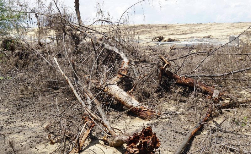 Đề xuất xử phạt 60-150 triệu đồng công ty “cưa nhầm” hơn 5 héc ta rừng phòng hộ -0