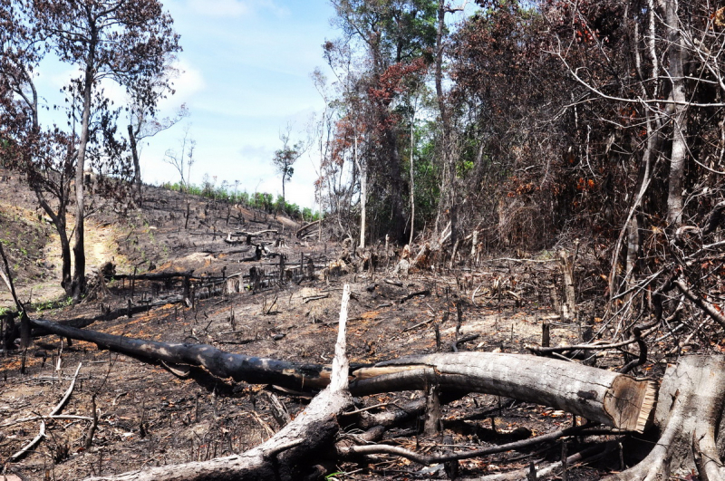 Công an huyện Sơn Hòa giải quyết tin báo vụ hủy hoại rừng từ phản ánh của Báo CAND. -0