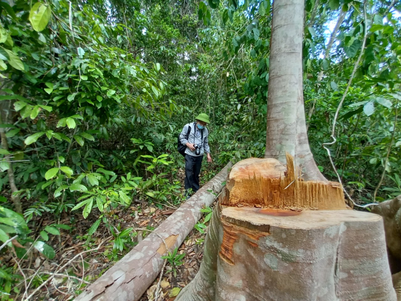 Công an huyện Sơn Hòa giải quyết tin báo vụ hủy hoại rừng từ phản ánh của Báo CAND. -0