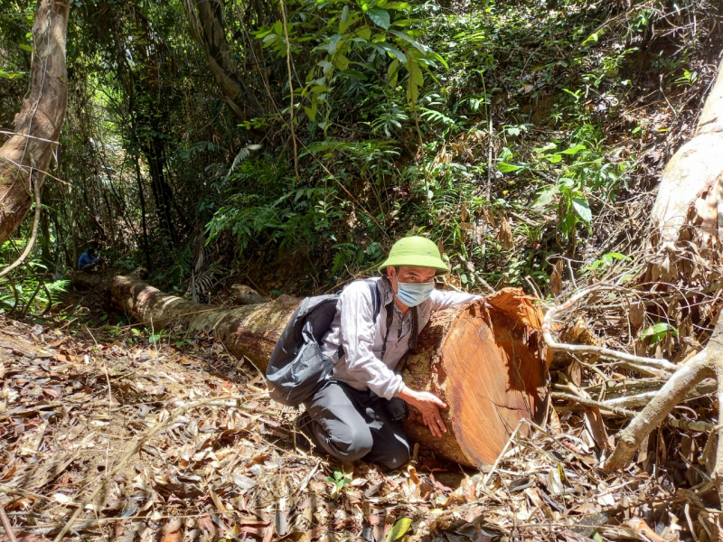 Công an huyện Sơn Hòa giải quyết tin báo vụ hủy hoại rừng từ phản ánh của Báo CAND. -1