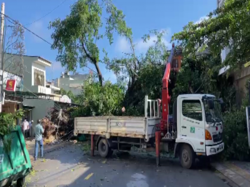 Quảng Ngãi: Cây đa hàng trăm tuổi ngã đè người phụ nữ bán cá tử vong -0
