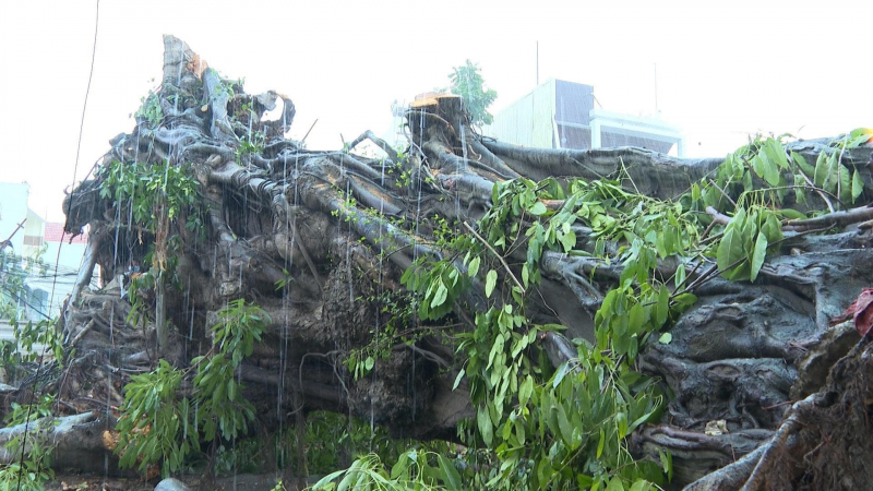 Quảng Ngãi: Sẽ di dời trồng lại cây đa hơn 200 năm tuổi đã ngã đổ -0