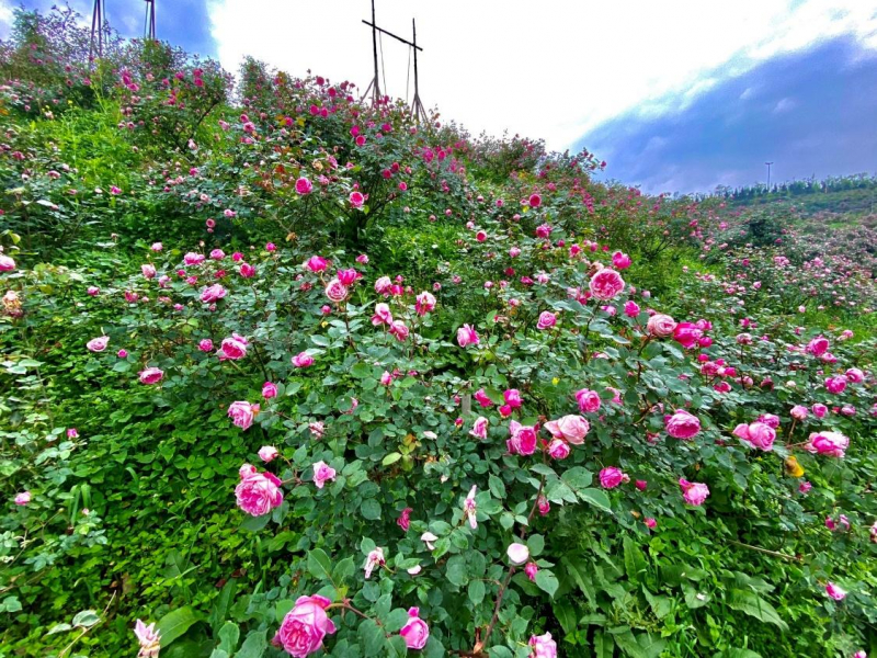 Một Sa Pa rực rỡ và nên thơ đến mê mẩn….! -0