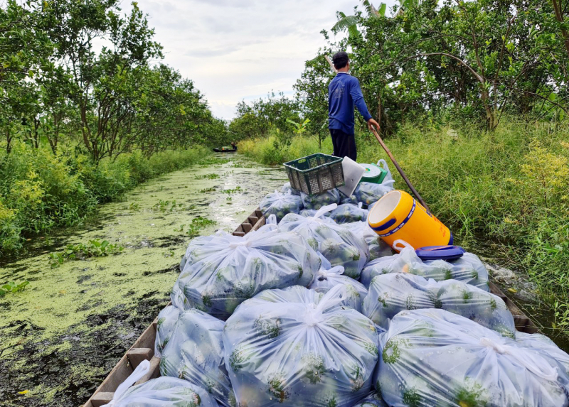 Công an hỗ trợ nông dân tiêu thụ cam sành -0