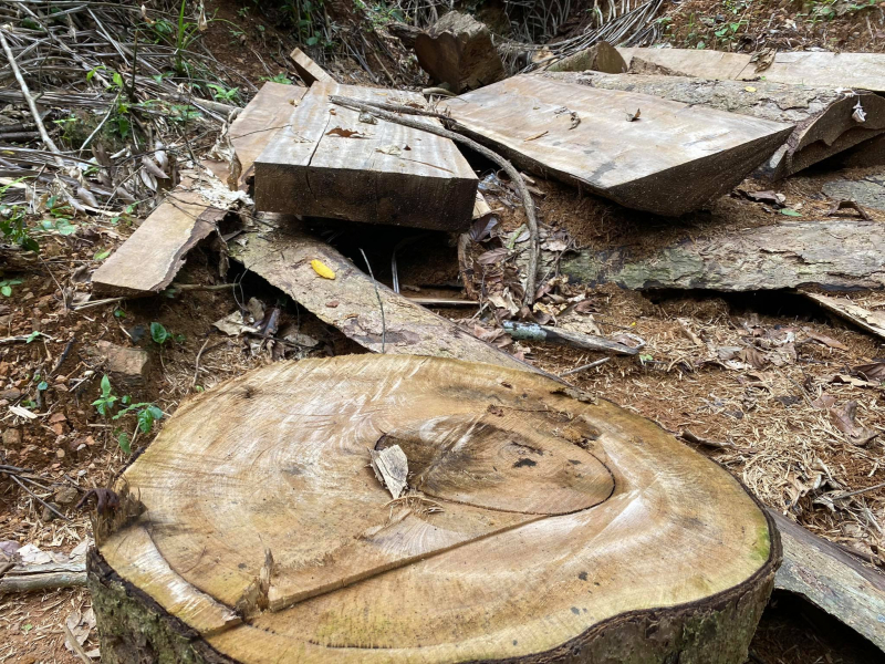 Làm rõ trách nhiệm cá nhân, tập thể để xảy ra phá rừng phòng hộ A Lưới -0