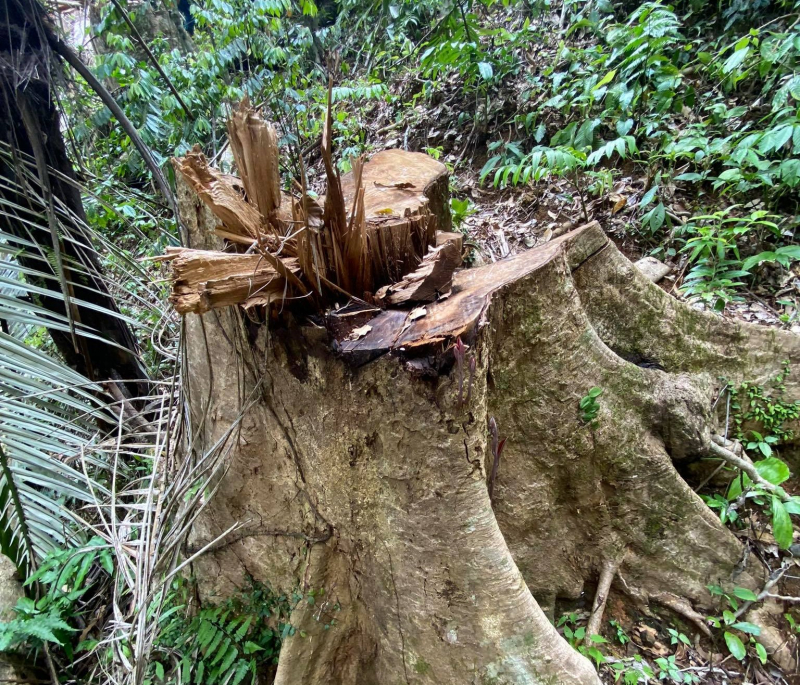 Làm rõ trách nhiệm cá nhân, tập thể để xảy ra phá rừng phòng hộ A Lưới -0