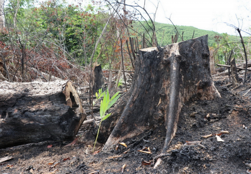 Phú Yên : Bắt tạm giam hai bị can đầu tiên trong vụ phá rừng ở huyện Sơn Hòa -0