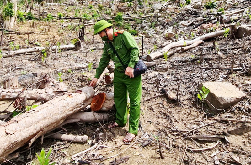 Phú Yên : Bắt tạm giam hai bị can đầu tiên trong vụ phá rừng ở huyện Sơn Hòa -0