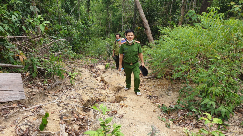 Phú Yên : Bắt tạm giam hai đối tượng đốn hạ hơn 5ha rừng Hòn Đót do PV Báo CAND phát hiện -0