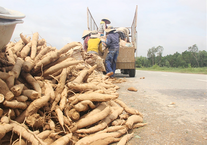 Nông dân trồng sắn gặp khó vì nhà máy chậm thu mua nguyên liệu -0