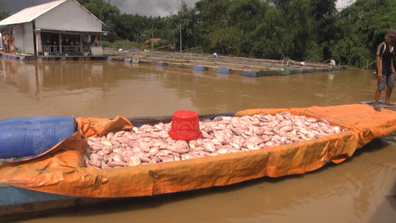 Hơn 230 ha hoa màu cây ăn trái và gần 800 tấn cá bị thiệt hại -0