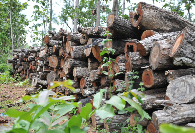 Khởi tố vụ án hơn 27m3 gỗ không rõ nguồn gốc tại Trung tâm bảo tồn voi -0