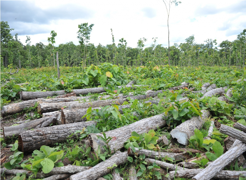 Khởi tố vụ án hơn 27m3 gỗ không rõ nguồn gốc tại Trung tâm bảo tồn voi -0