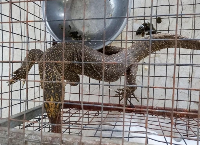 Mua bán động vật quý hiếm, 1 nhà hàng ở Huế đối diện mức phạt hơn 300 triệu đồng -0