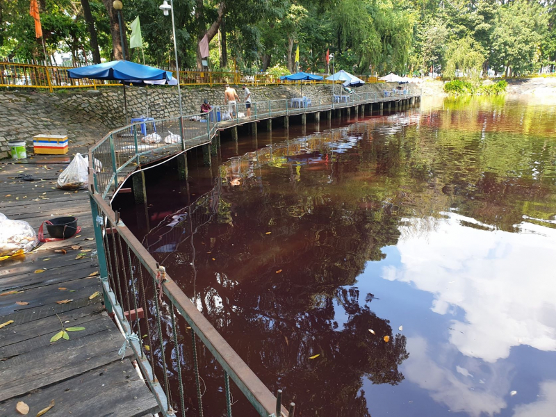 Hàng tấn cá chết nổi trắng hồ, công viên nồng nặc mùi tanh -0