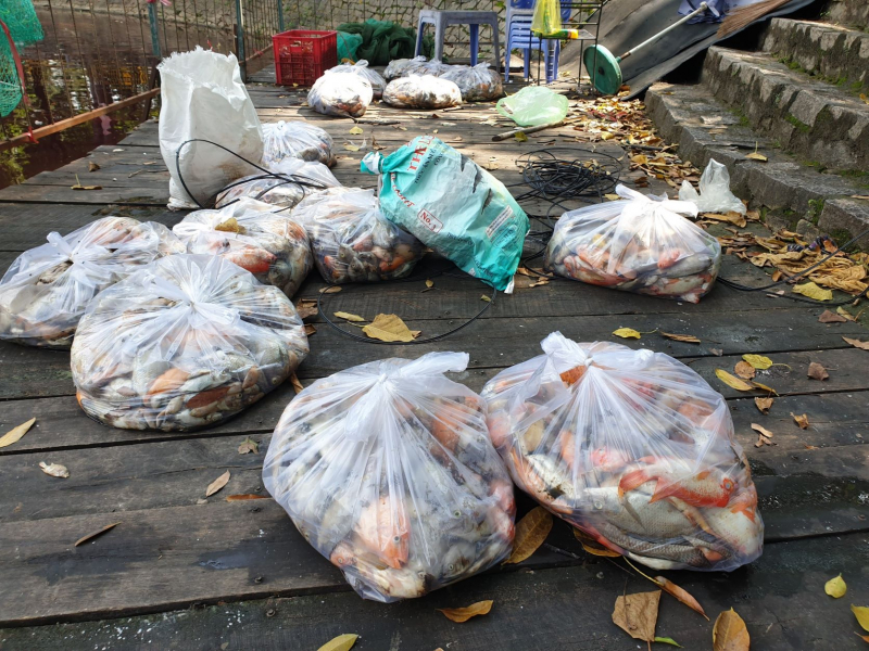 Hàng tấn cá chết nổi trắng hồ, công viên nồng nặc mùi tanh -1