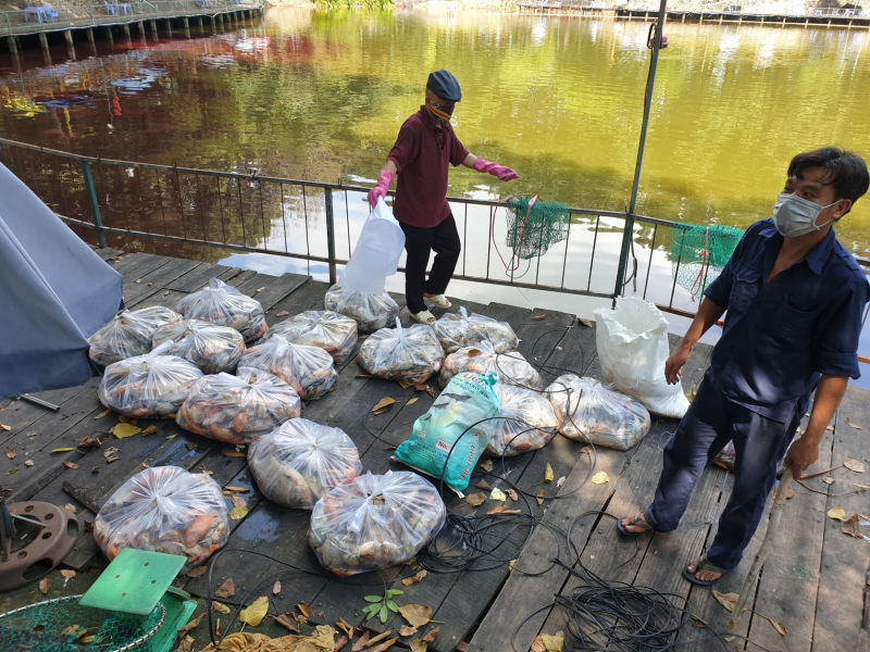 Hàng tấn cá chết nổi trắng hồ, công viên nồng nặc mùi tanh -2