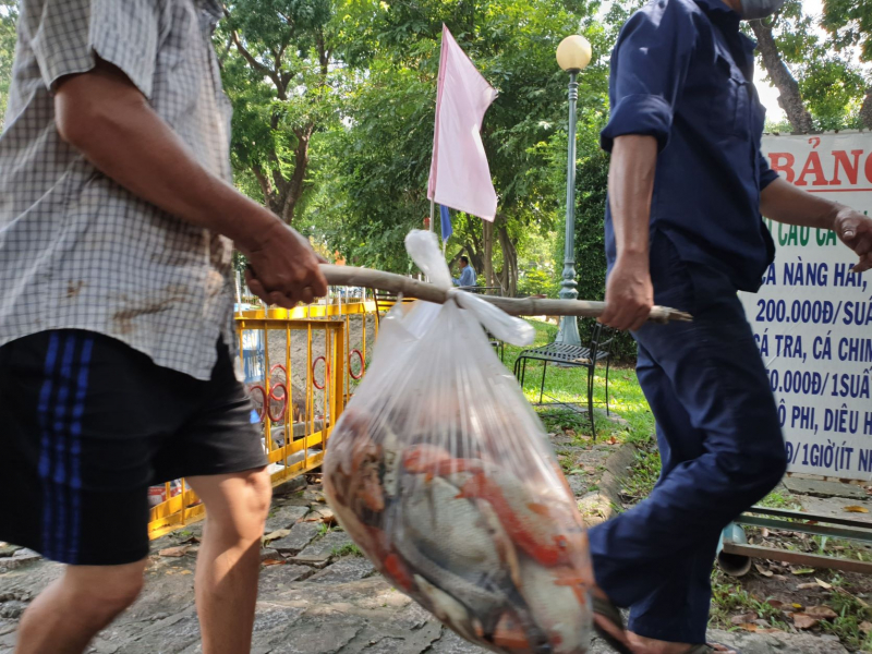 Hàng tấn cá chết nổi trắng hồ, công viên nồng nặc mùi tanh -3