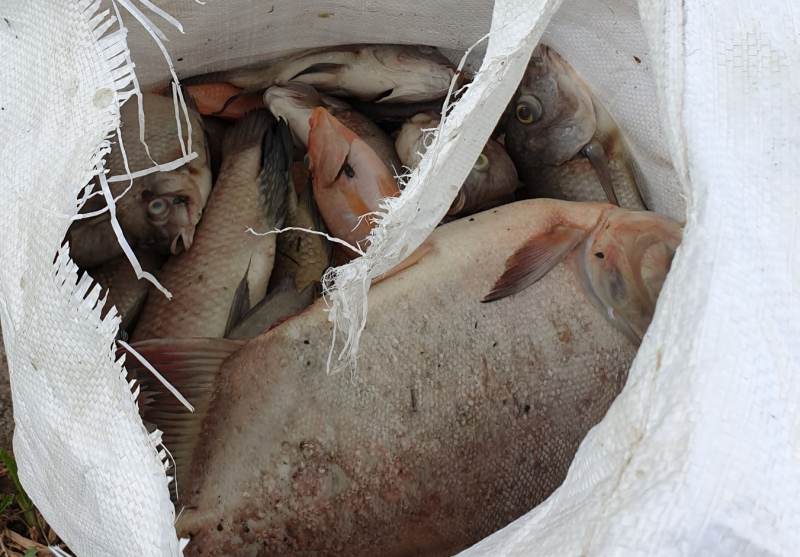 Hàng tấn cá chết nổi trắng hồ, công viên nồng nặc mùi tanh -5