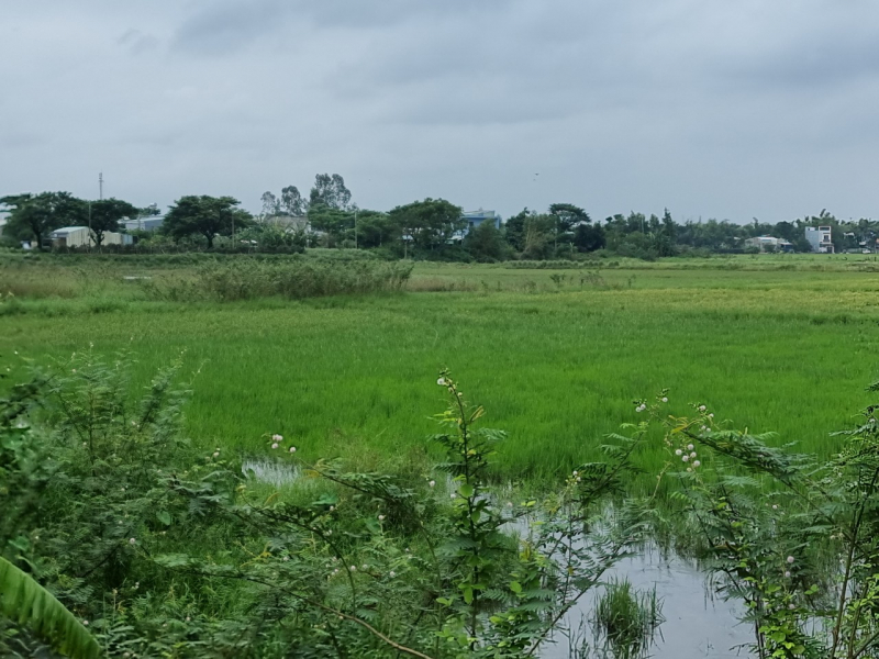 “Xí phần” dự án trước khi được chấp thuận chuyển đổi mục đích sử dụng đất -0