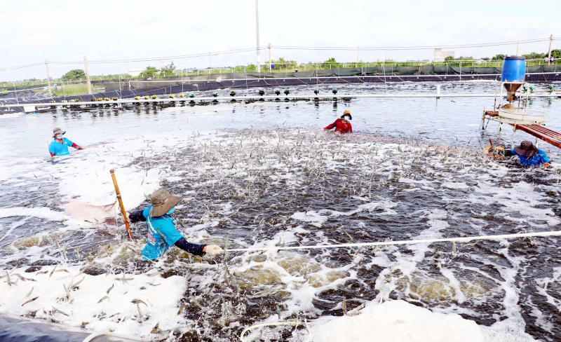 Kim ngạch xuất khẩu của Sóc Trăng vượt 1 tỉ USD -0