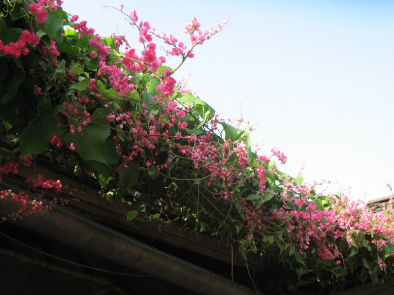 Yêu nhau nghiêng giậu đổ rào -0