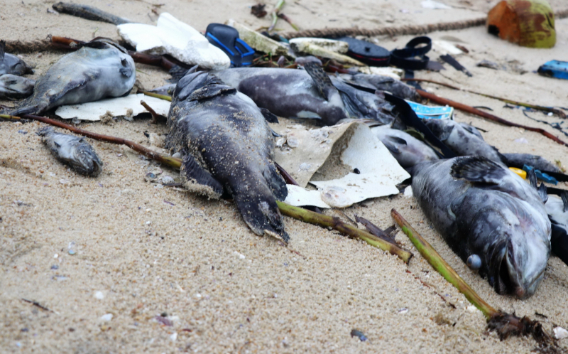 Phú Yên : Hàng trăm ngàn con cá mú bị chết do sốc nước ngọt -0
