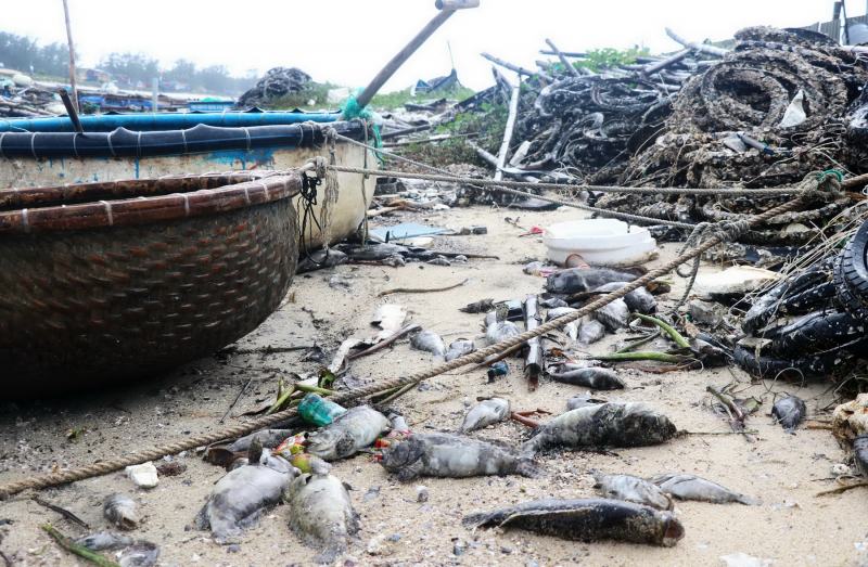 Phú Yên : Hàng trăm ngàn con cá mú bị chết do sốc nước ngọt -0