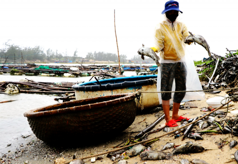 Phú Yên : Hàng trăm ngàn con cá mú bị chết do sốc nước ngọt -0