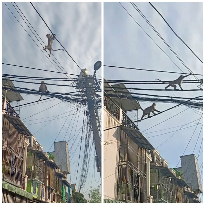 Người dân quận 12 lại bị khỉ hoang tấn công gây thương tích -0