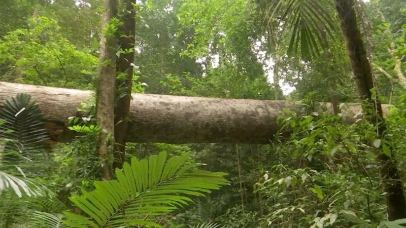 Ai đã tàn sát rừng đại ngàn Khu bảo tồn thiên nhiên Bắc Hướng Hoá? -1