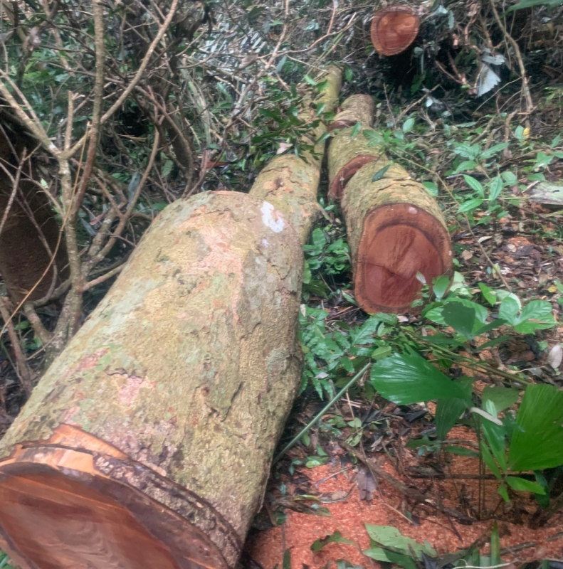 Ai đã tàn sát rừng đại ngàn Khu bảo tồn thiên nhiên Bắc Hướng Hoá? -1