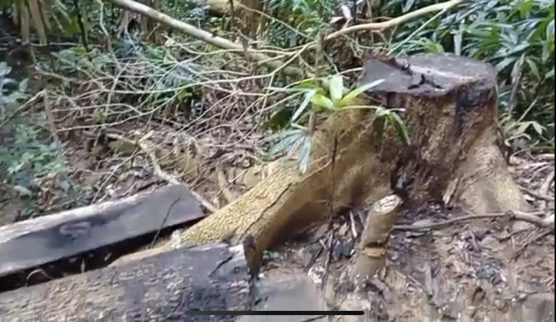 Ai đã tàn sát rừng đại ngàn Khu bảo tồn thiên nhiên Bắc Hướng Hoá? -1