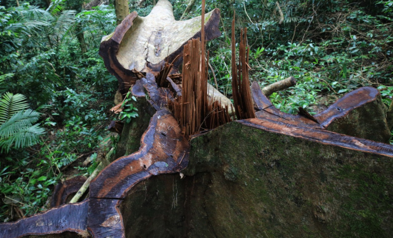 Ai đã tàn sát rừng đại ngàn Khu bảo tồn thiên nhiên Bắc Hướng Hoá? -2