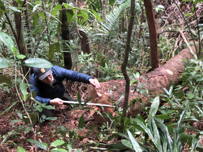 Phóng viên Báo CAND tiếp tục phát hiện nhiều điểm rừng Khu bảo tồn thiên nhiên Bắc Hướng Hoá bị tàn sát -2