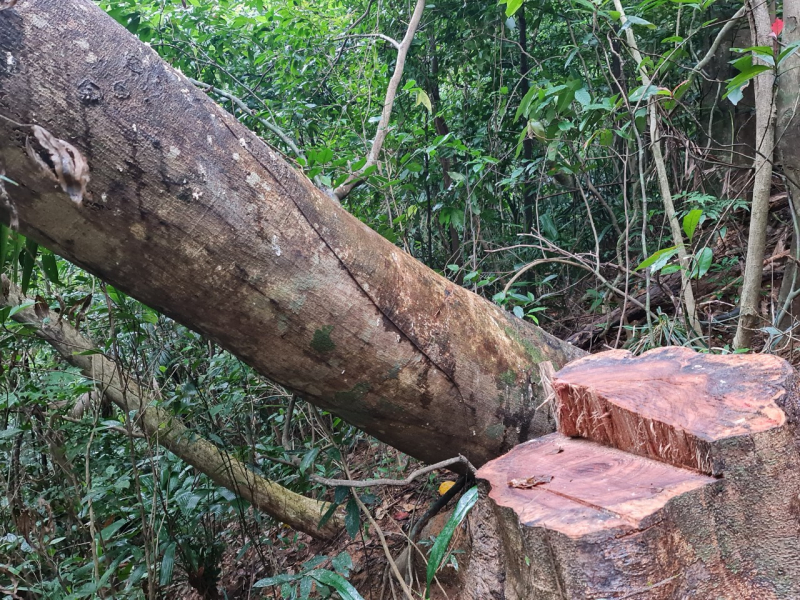 Phóng viên Báo CAND tiếp tục phát hiện nhiều điểm rừng Khu bảo tồn thiên nhiên Bắc Hướng Hoá bị tàn sát -3