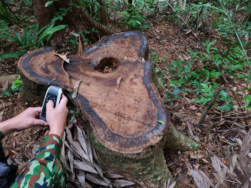 Phóng viên Báo CAND tiếp tục phát hiện nhiều điểm rừng Khu bảo tồn thiên nhiên Bắc Hướng Hoá bị tàn sát -4