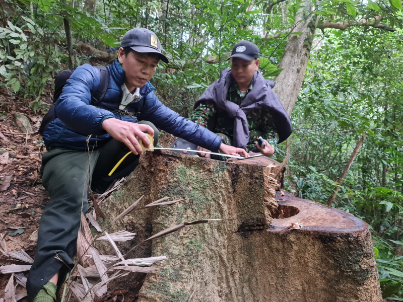 Phóng viên Báo CAND tiếp tục phát hiện nhiều điểm rừng Khu bảo tồn thiên nhiên Bắc Hướng Hoá bị tàn sát -5