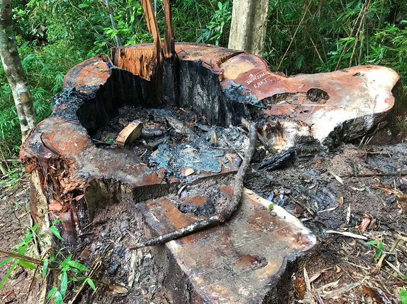 Khởi tố vụ khai thác trái phép hơn 84m3 gỗ tại Gia Lai -0