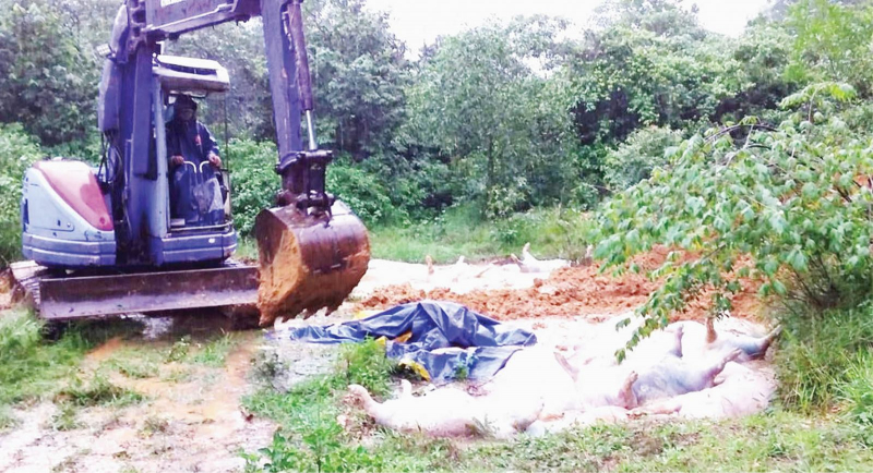 Nguy cơ lây lan dịch bệnh từ lợn chết bị vứt bỏ trên quốc lộ 1A -0