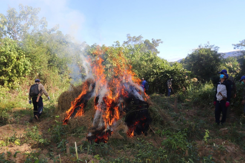 Phát hiện gần 10 ha trồng cần sa sát biên giới tỉnh Hà Tĩnh -0