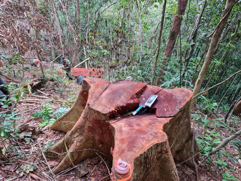 Tiếp tục kiểm tra rừng bảo tồn thiên nhiên Bắc Hướng Hoá bị cưa hạ hàng loạt -1