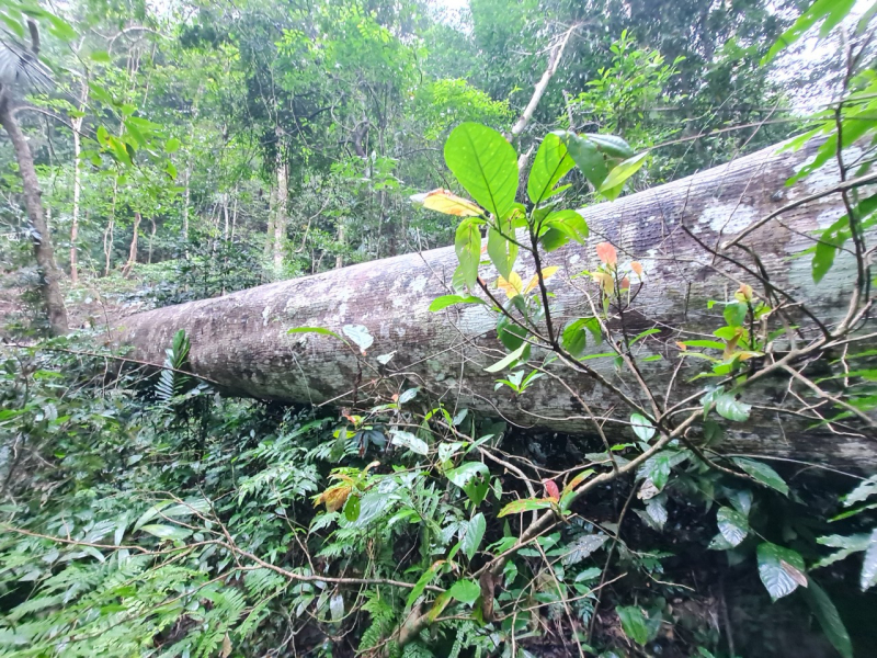 Tiếp tục kiểm tra rừng bảo tồn thiên nhiên Bắc Hướng Hoá bị cưa hạ hàng loạt -0