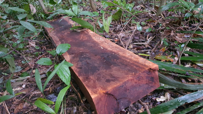 Tiếp tục kiểm tra rừng bảo tồn thiên nhiên Bắc Hướng Hoá, Quảng Trị bị đốn hạ hàng loạt -2