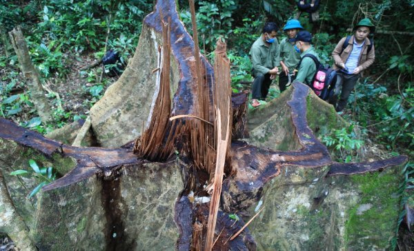 Tiếp tục kiểm tra rừng bảo tồn thiên nhiên Bắc Hướng Hoá, Quảng Trị bị đốn hạ hàng loạt -0