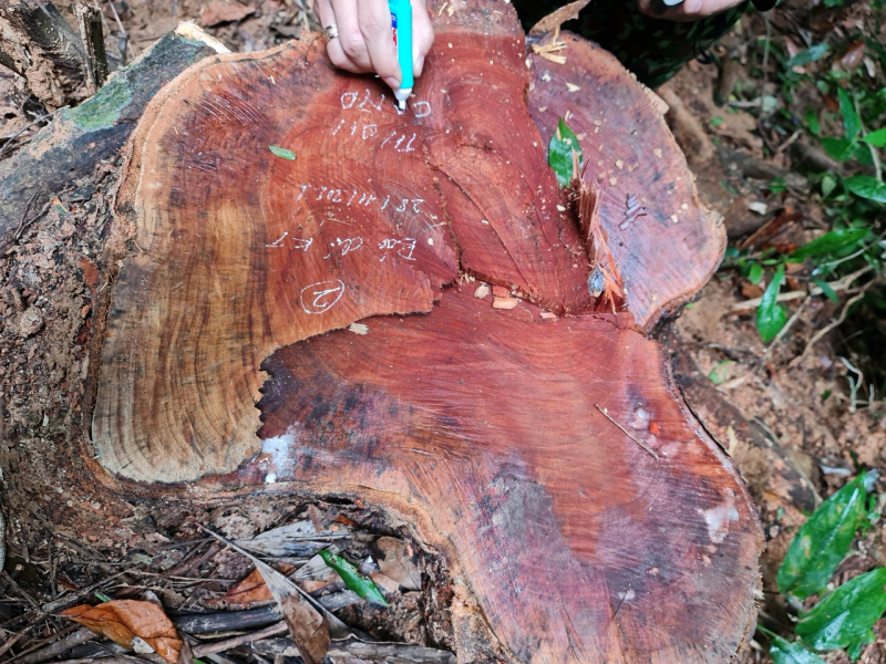 Phát hiện 89 cây rừng vùng lõi Khu bảo tồn thiên nhiên Bắc Hướng Hoá bị đốn hạ -0