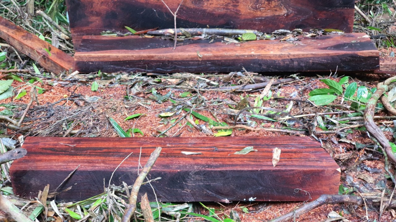 Phát hiện 89 cây rừng vùng lõi Khu bảo tồn thiên nhiên Bắc Hướng Hoá bị đốn hạ -2