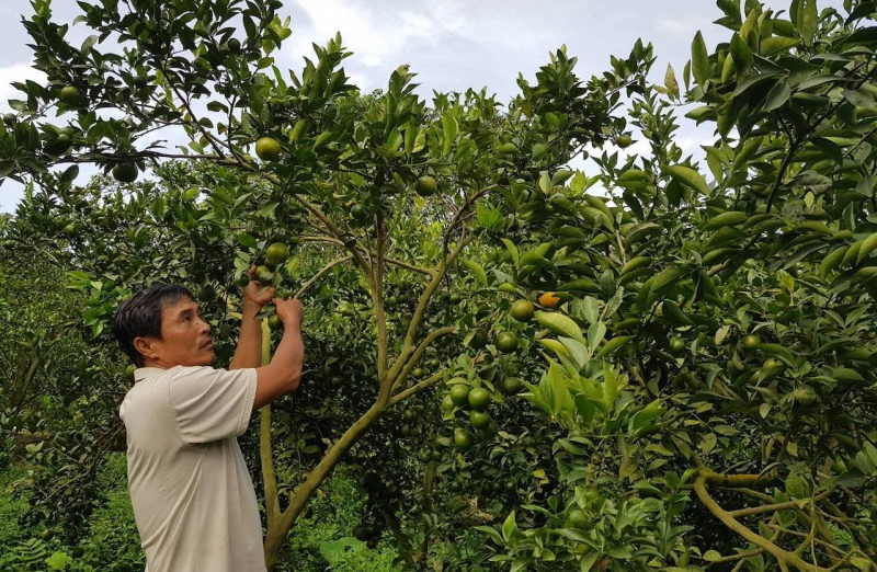 Dấu hiệu tội phạm vụ chủ vựa trái cây chuyển nhượng 