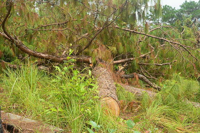 Lời khẩn cầu từ những cánh rừng ở Lâm Đồng -0